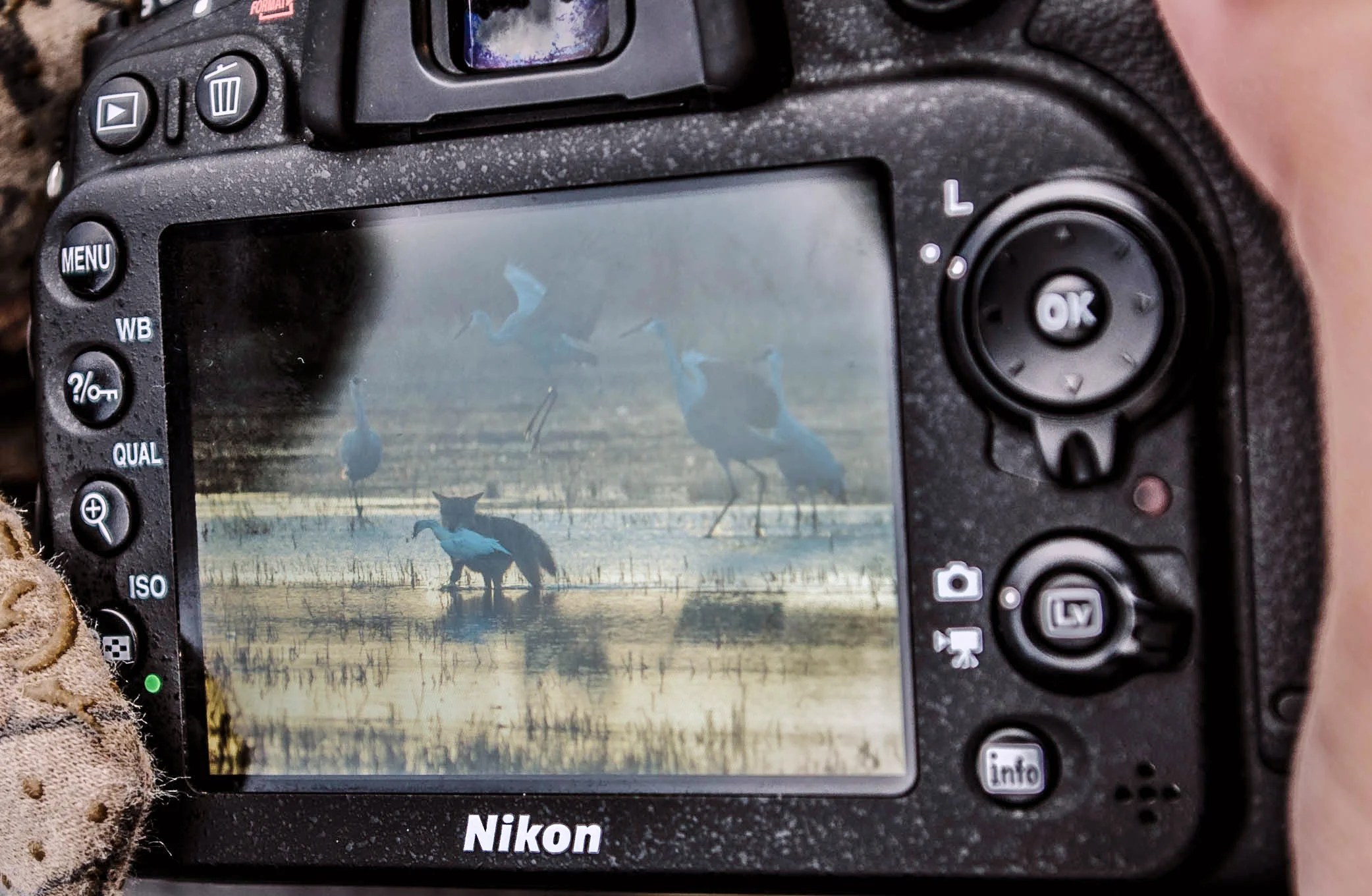 Photography hobbyist Raybel Robles, 28, a resident of Grand Cayman Island in the Caribbean, was in the right place at the right time when he unexpectedly photographed a coyote stalking and setting its jaws into a snow goose.