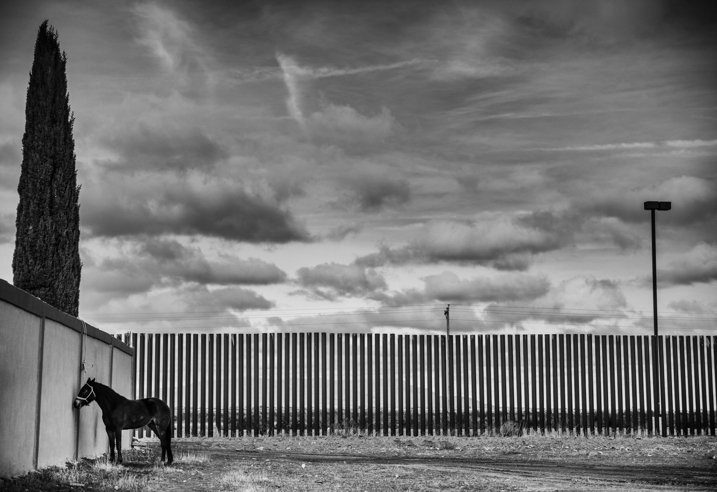 Horse and the Wall