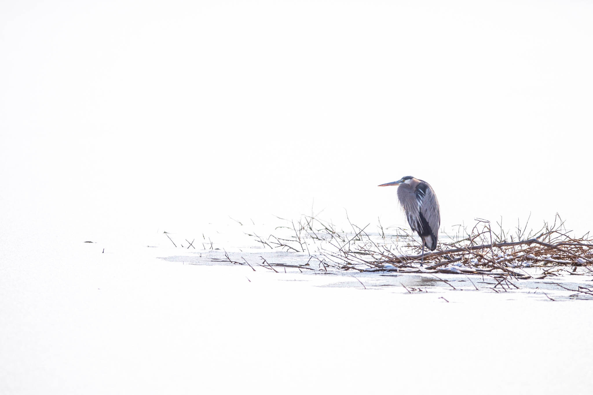 Great Blue Heron in Albuquerque's Bosque