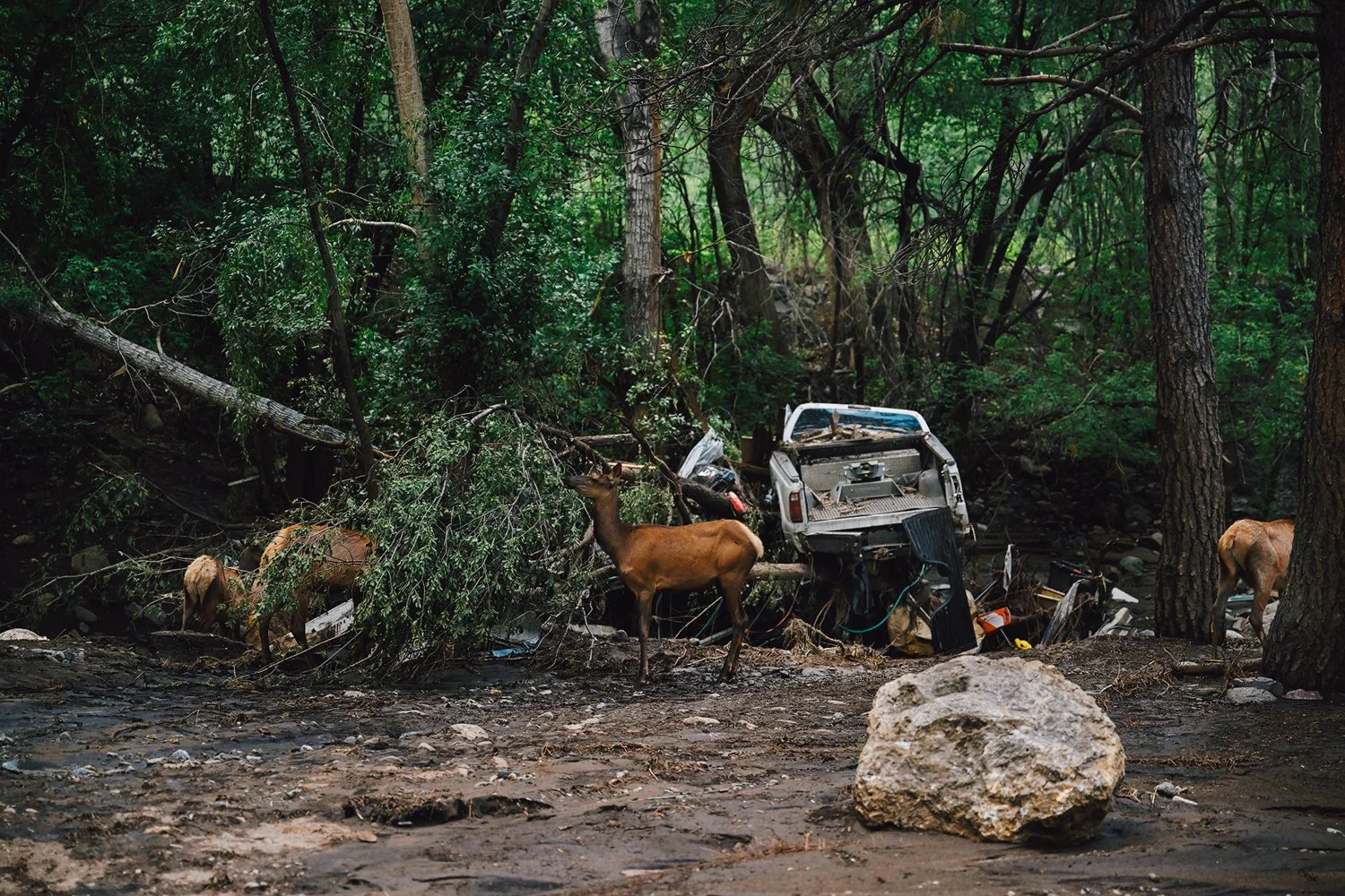 Elk feed on vegetation washed downstream after the divesting floods in Ruidoso, New Mexico
