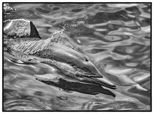 Dolphin in the Pacific Ocean, California