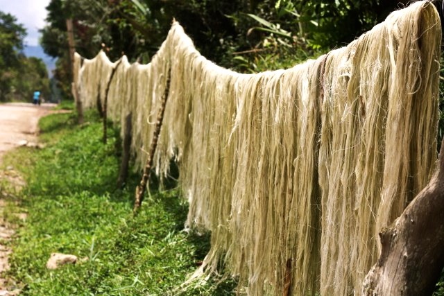Fiber of Fique