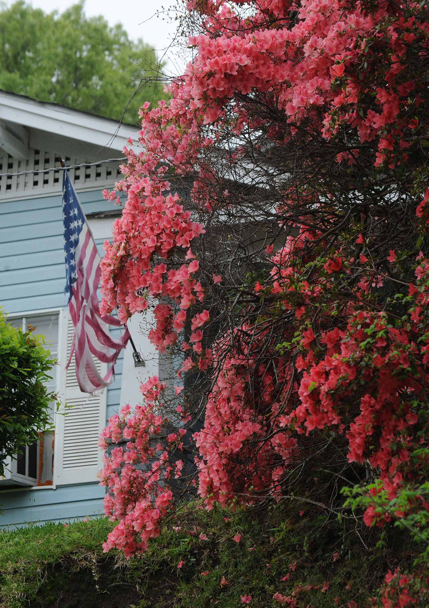 Azaleas-flag.jpg