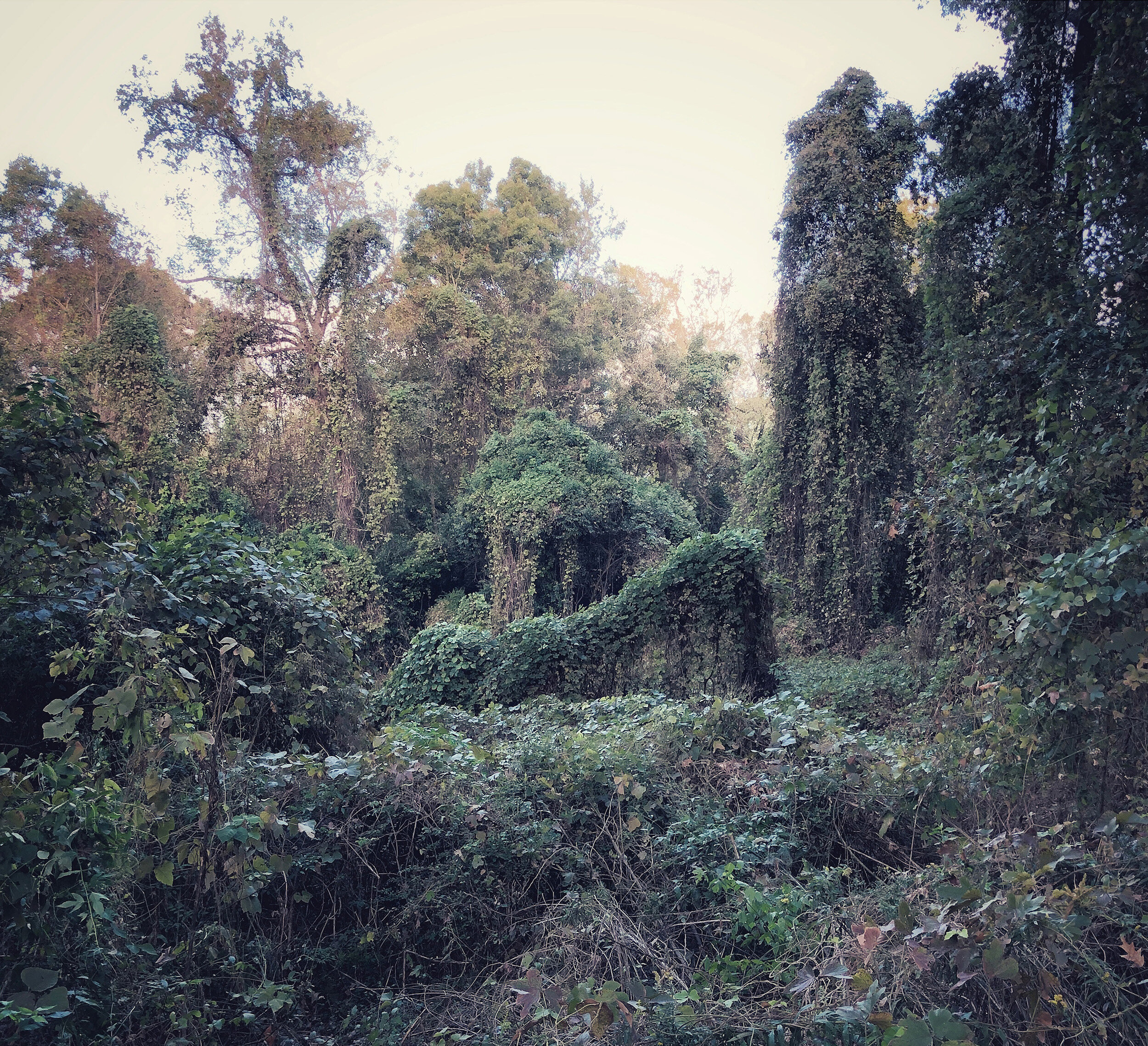 Kudzu_fatherland_fall_resize.jpg