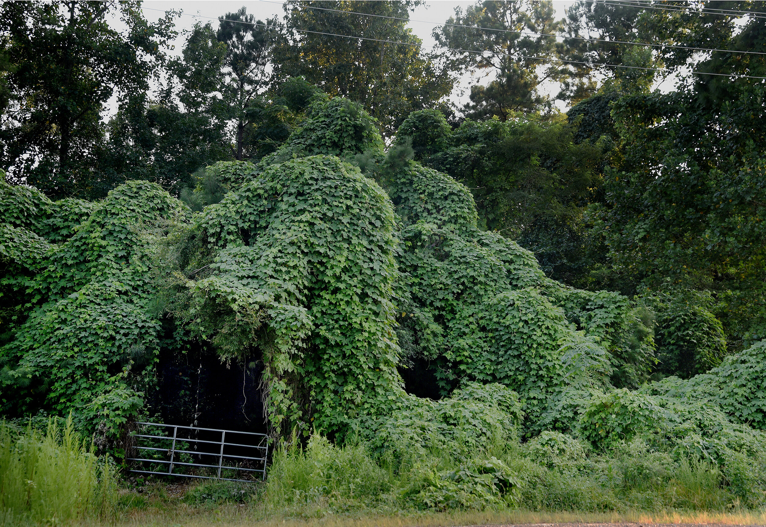 Kudzu_gate2.jpg