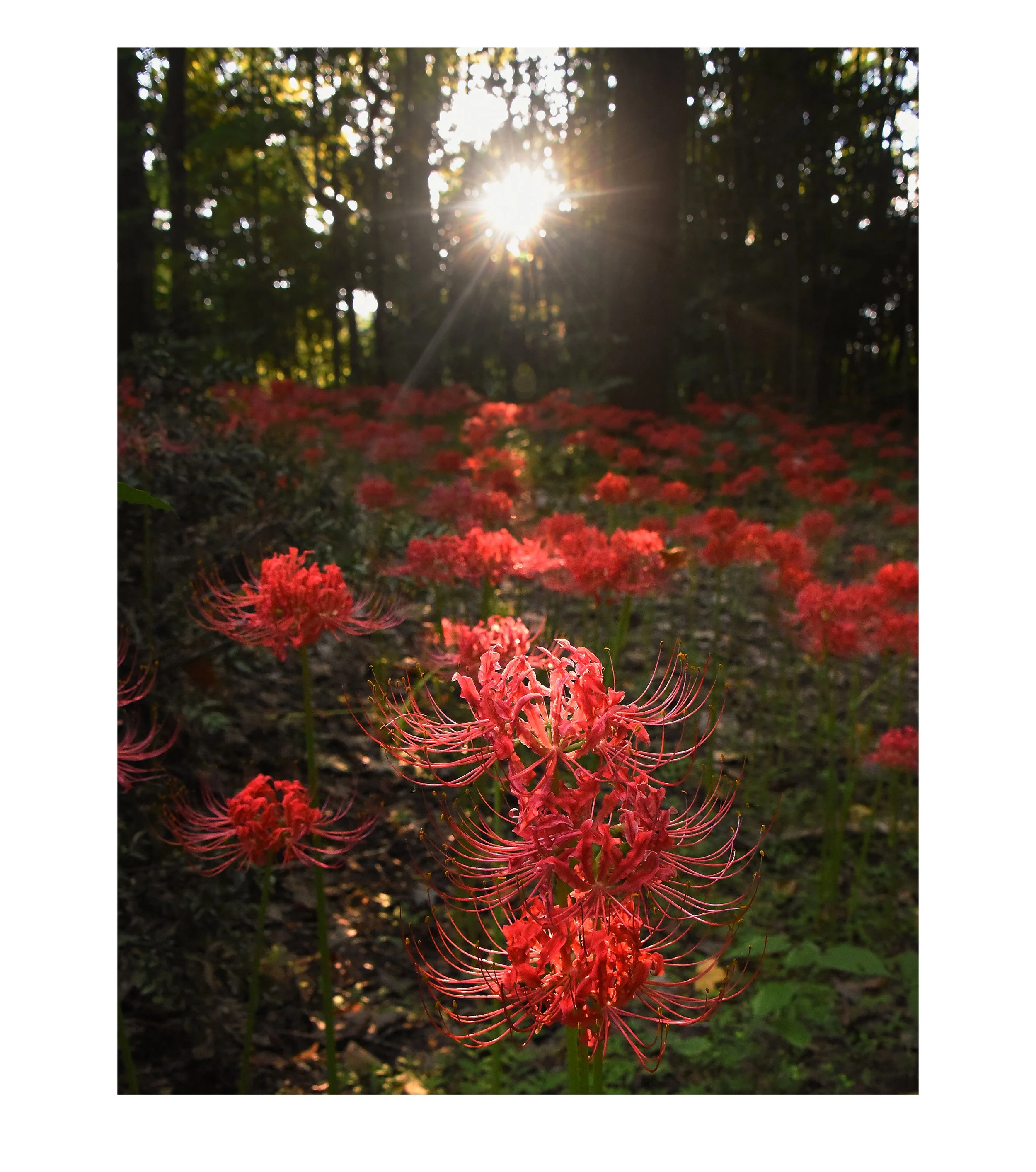 Spider lillies at Elms Court 