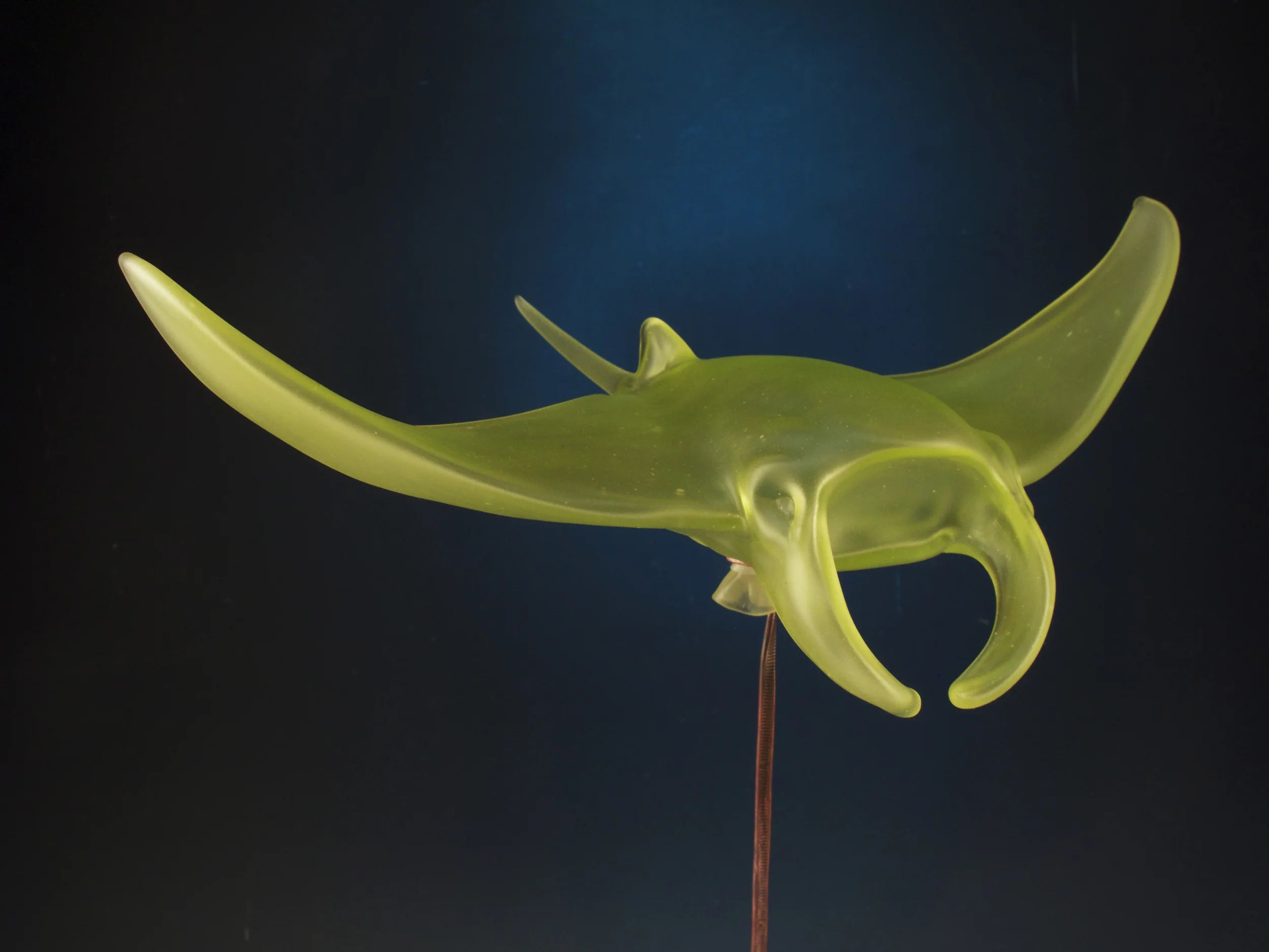 mantaray_closeup.jpg