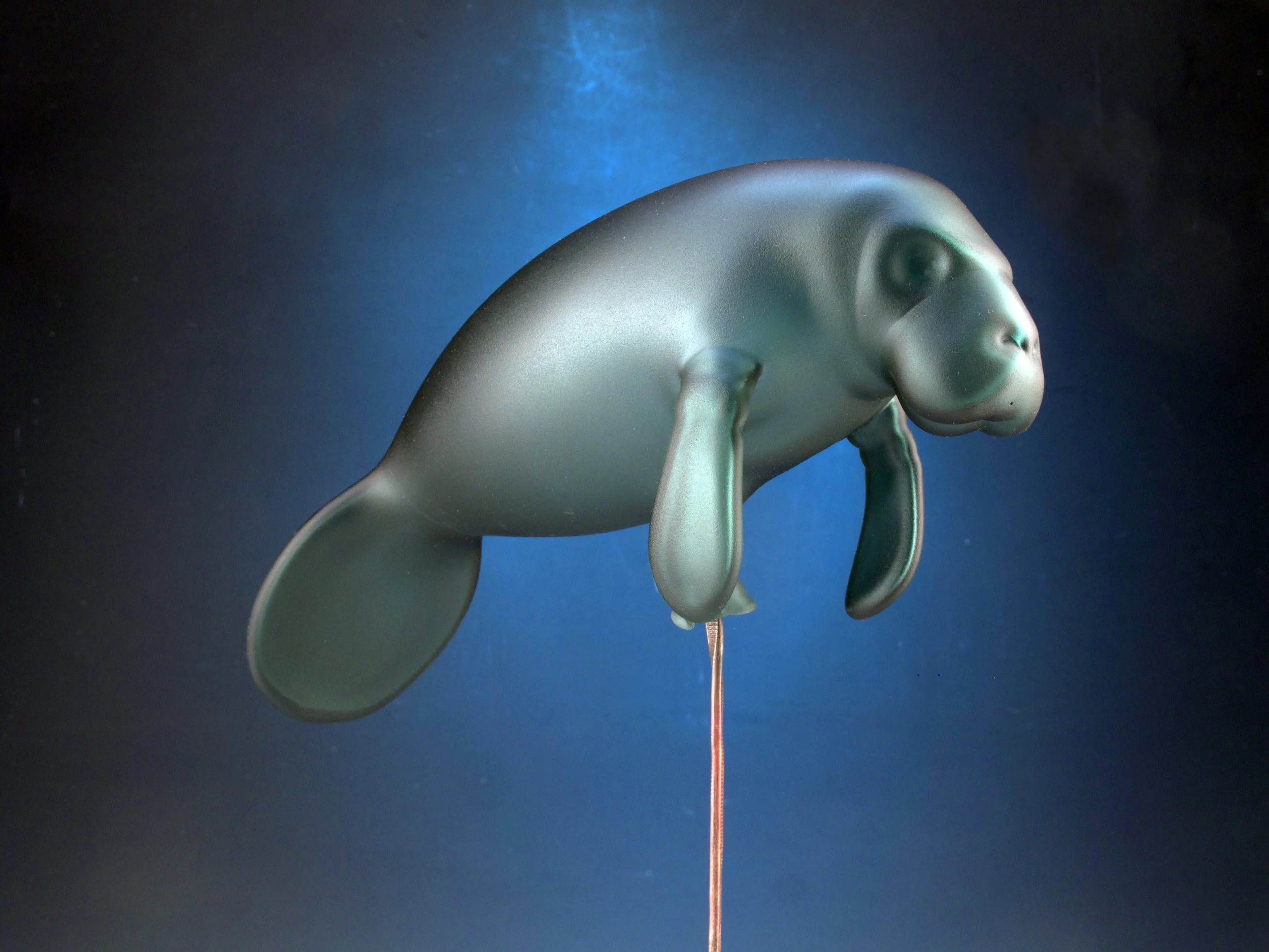 manatee_2closeup.jpg