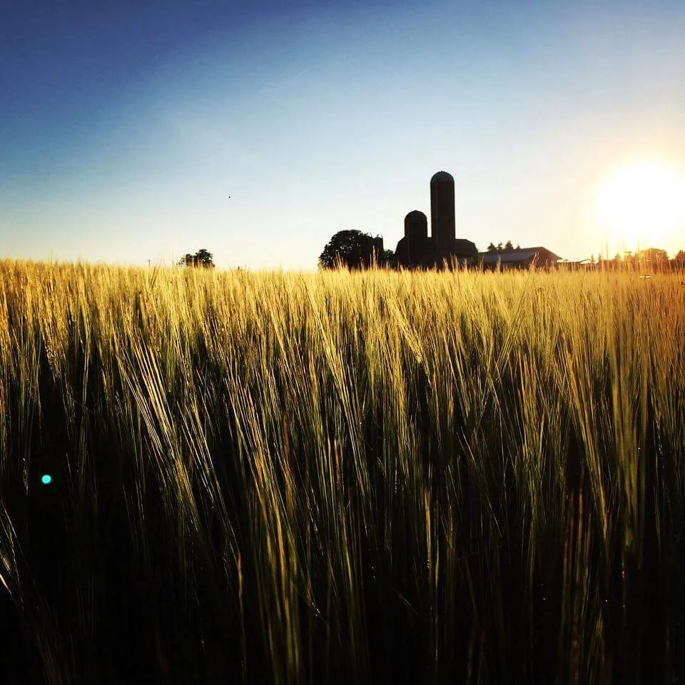 Our One Foot Cock Bourbon, Moonshines and Vodka start out in the fields of local farmer John Hyman.