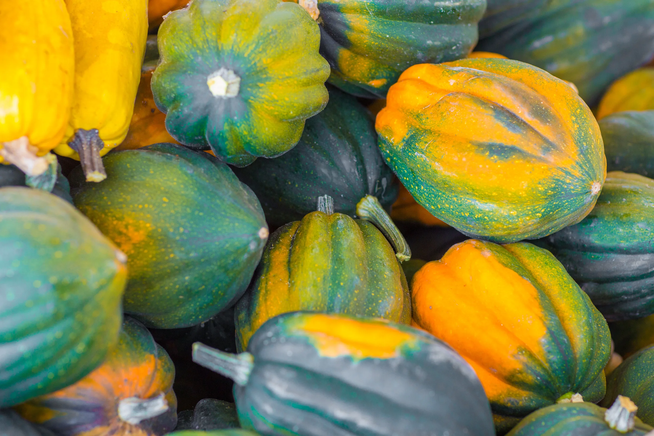 Acorn Squash, Photo Credit: Jonathan Fong