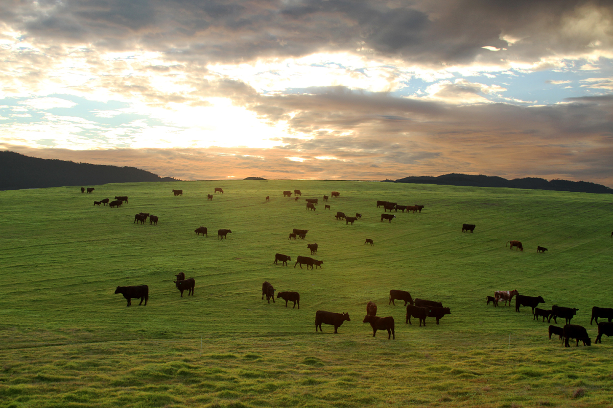 Paicines Ranch is a model of holistic farm management 