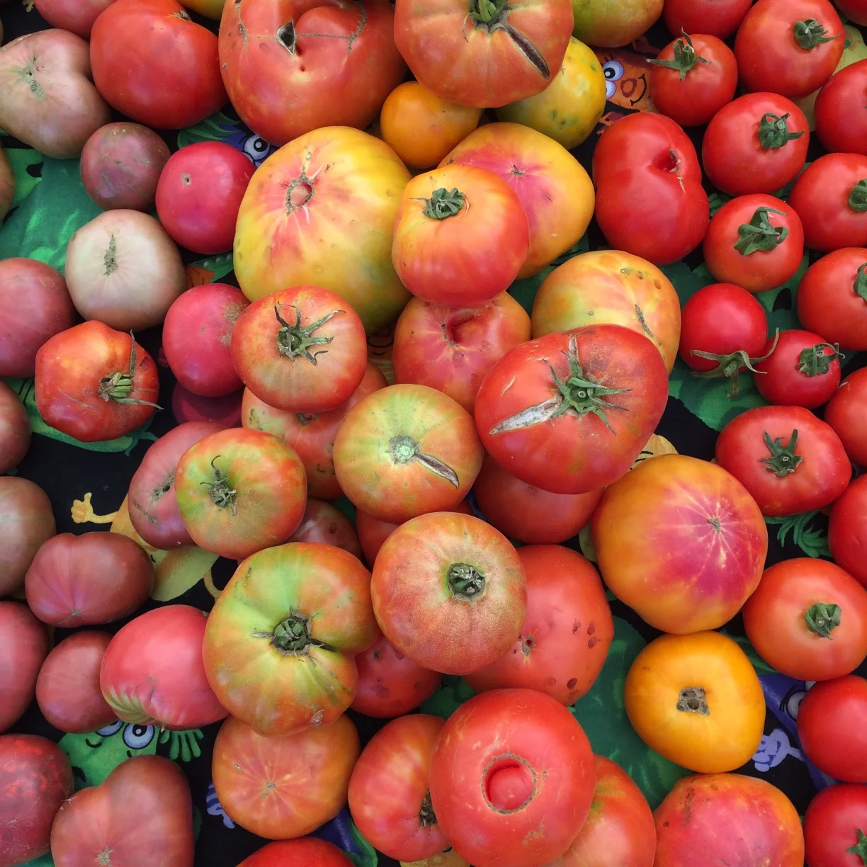 Heirloom Tomatoes from Oya Organics at the Mountain View Farmers' Market