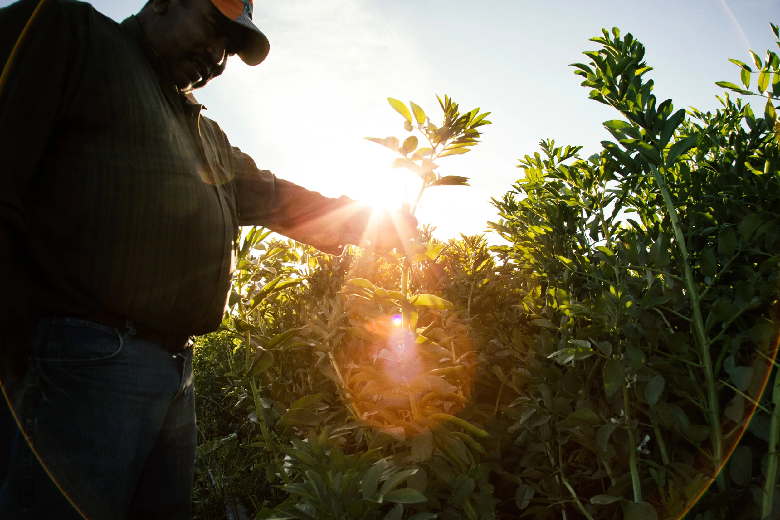 Cristoforo emigrated from Oaxaca, Mexico to the U.S., where he was given the opportunity to work alongside his nephew Modesto, the co-owner of Oya Organics. He proudly displays a vine of fava beans that are ripe for harvest.