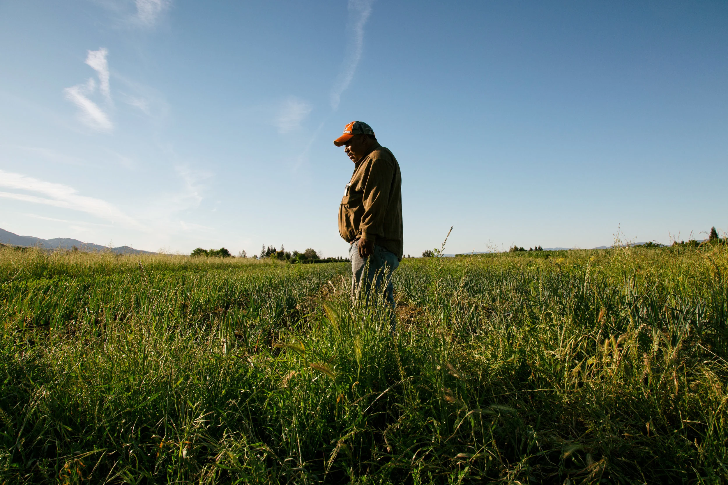 Cristoforo settles into his work during an early spring morning in Hollister, California. Located about an hour south of the world’s technology mecca, Silicon Valley, Hollister is a sleepy, slow-moving town whose local economy and labor force is powered primarily by agriculture.
