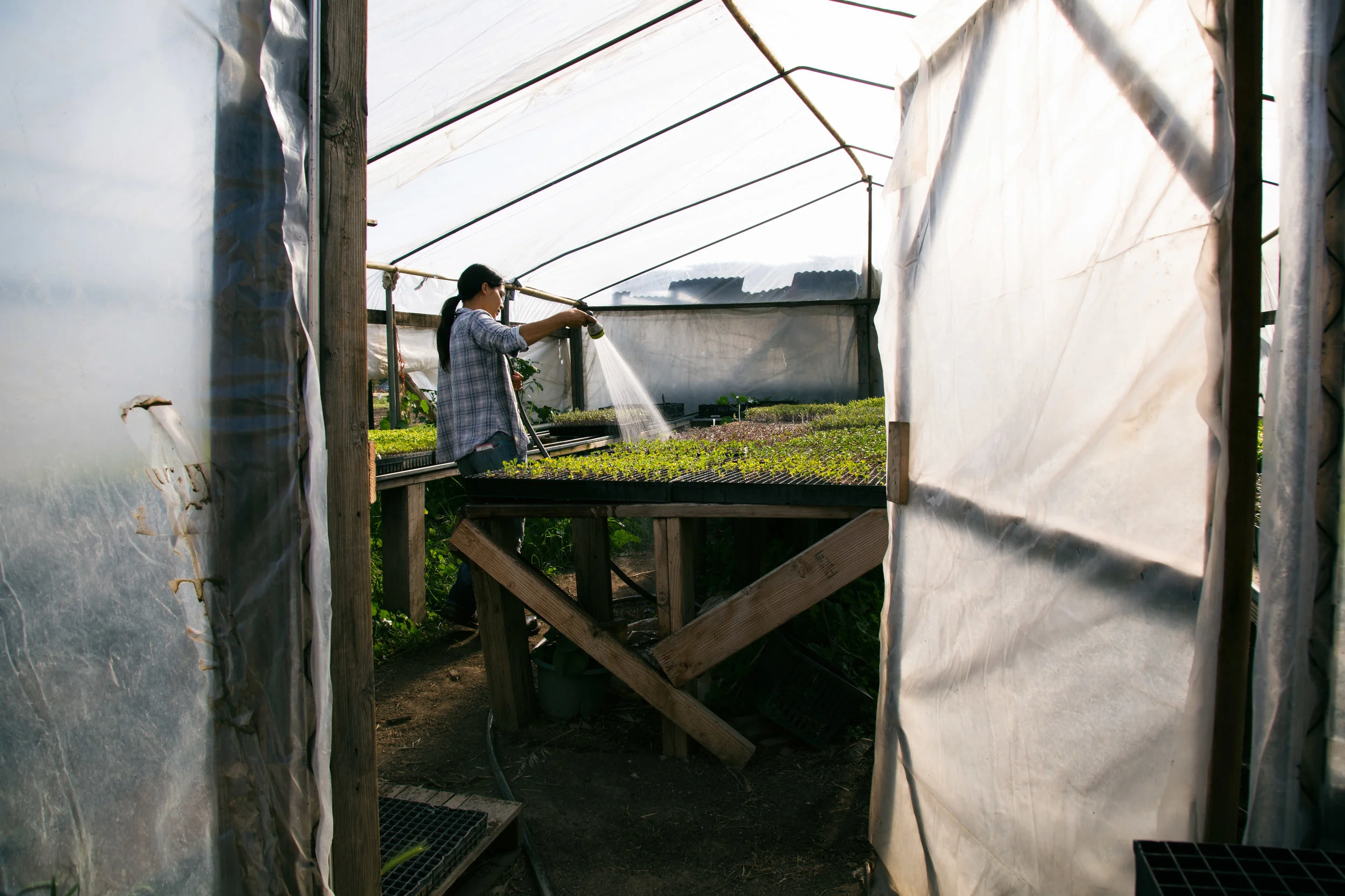 Marsha waters her plants in the greenhouse as the afternoon begins to settle over the farm.