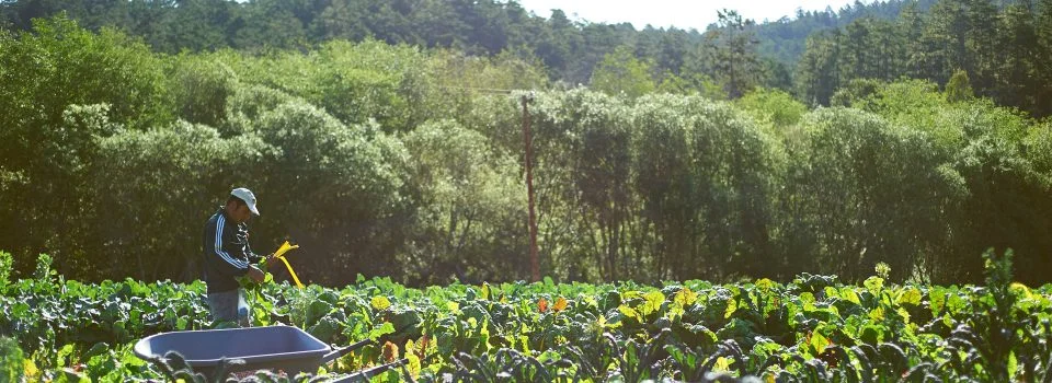 Blue House Farm