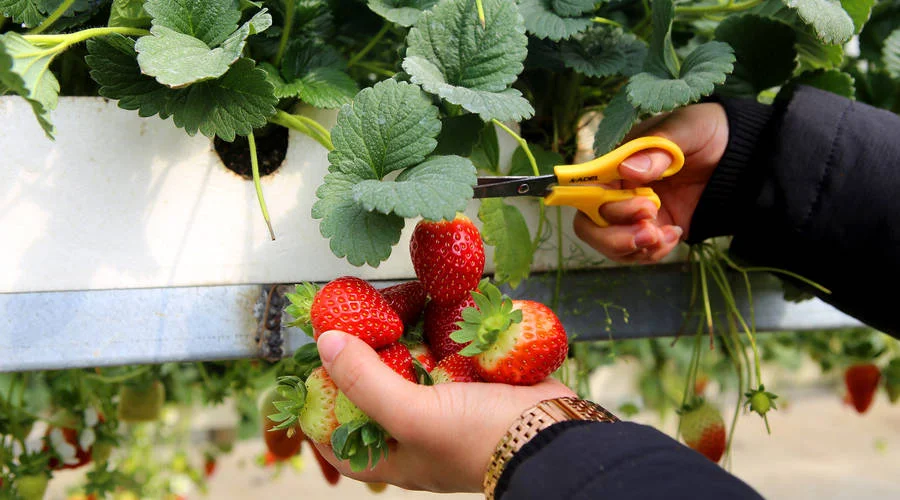 Press Kitchen Table Advisors