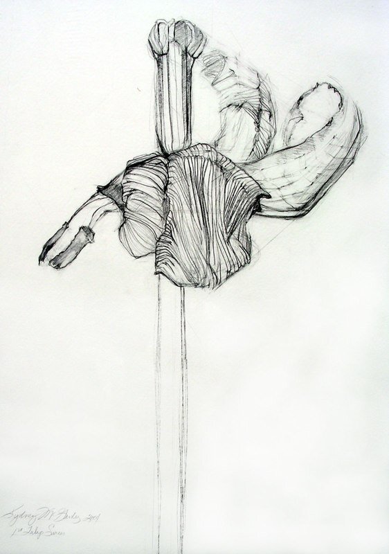 "First Tulip Series"