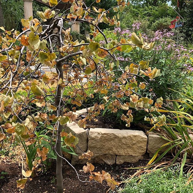 It does t take many 110&deg; days to fry a redbud! #hotdays #betternow #prayforrain