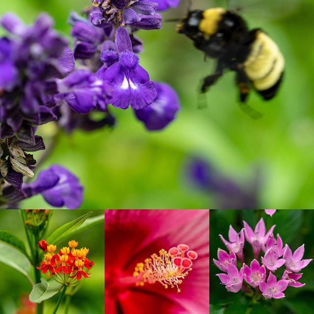 So many cool things to see early in he morning in the summer garden.