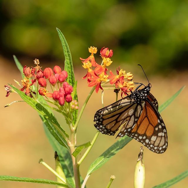 I had a bunch of these in my garden at once today. #signsofautumn🍁