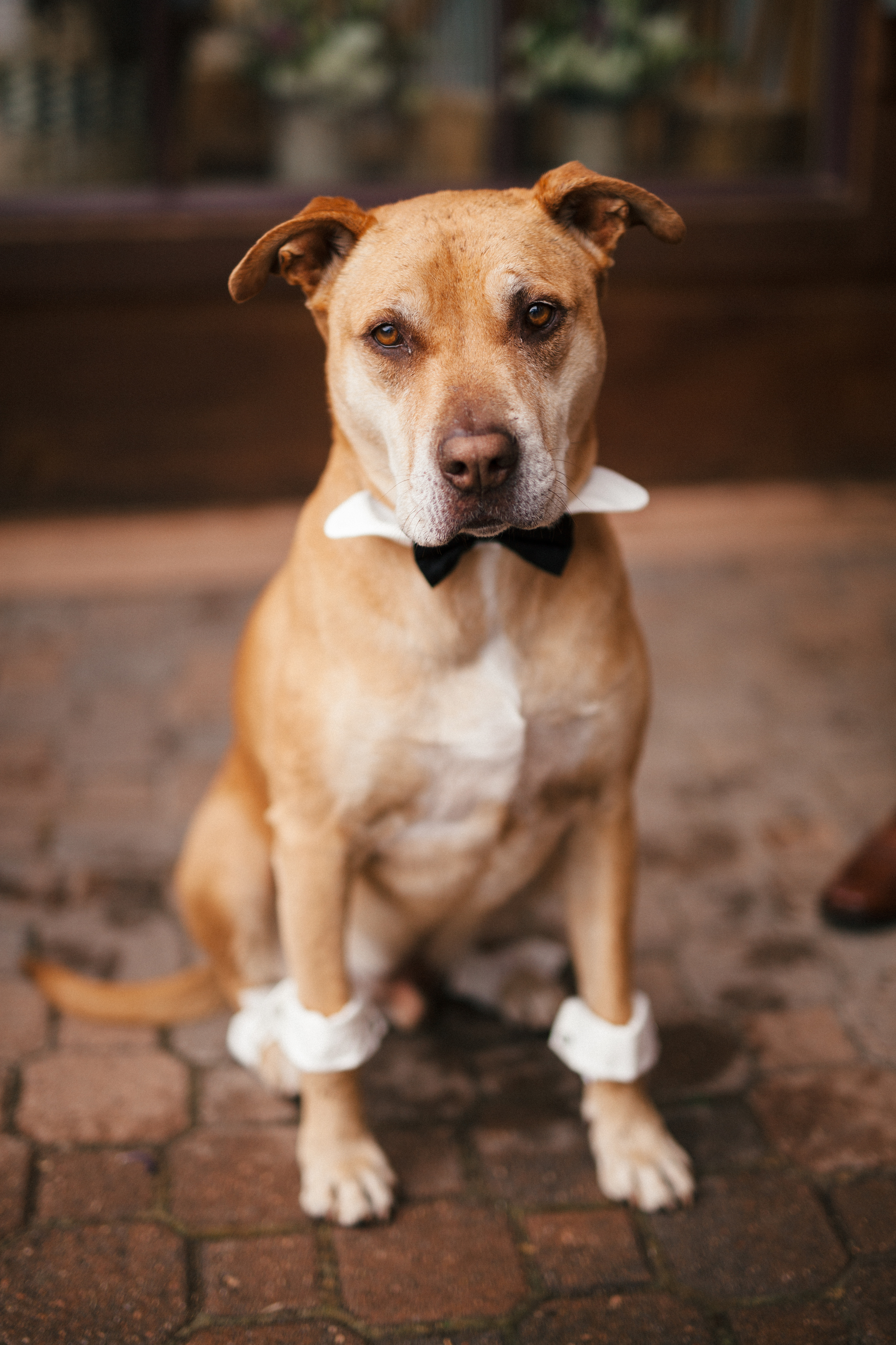 bride groom dog tanks.jpg