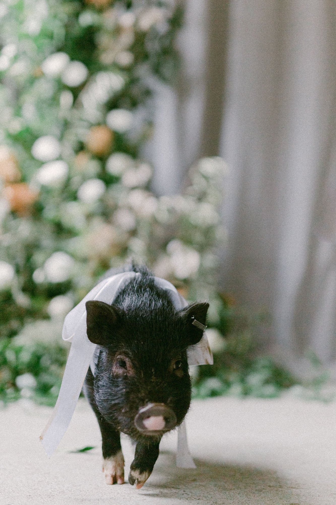  a miniature black pig wearing a white silk bow 