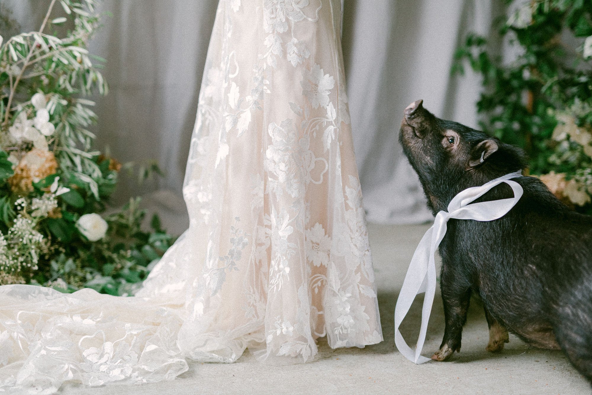  an adorable miniature black pig wearing a white silk bow sitting at the feet of a bride wearing elsie by made with love wedding dresses 