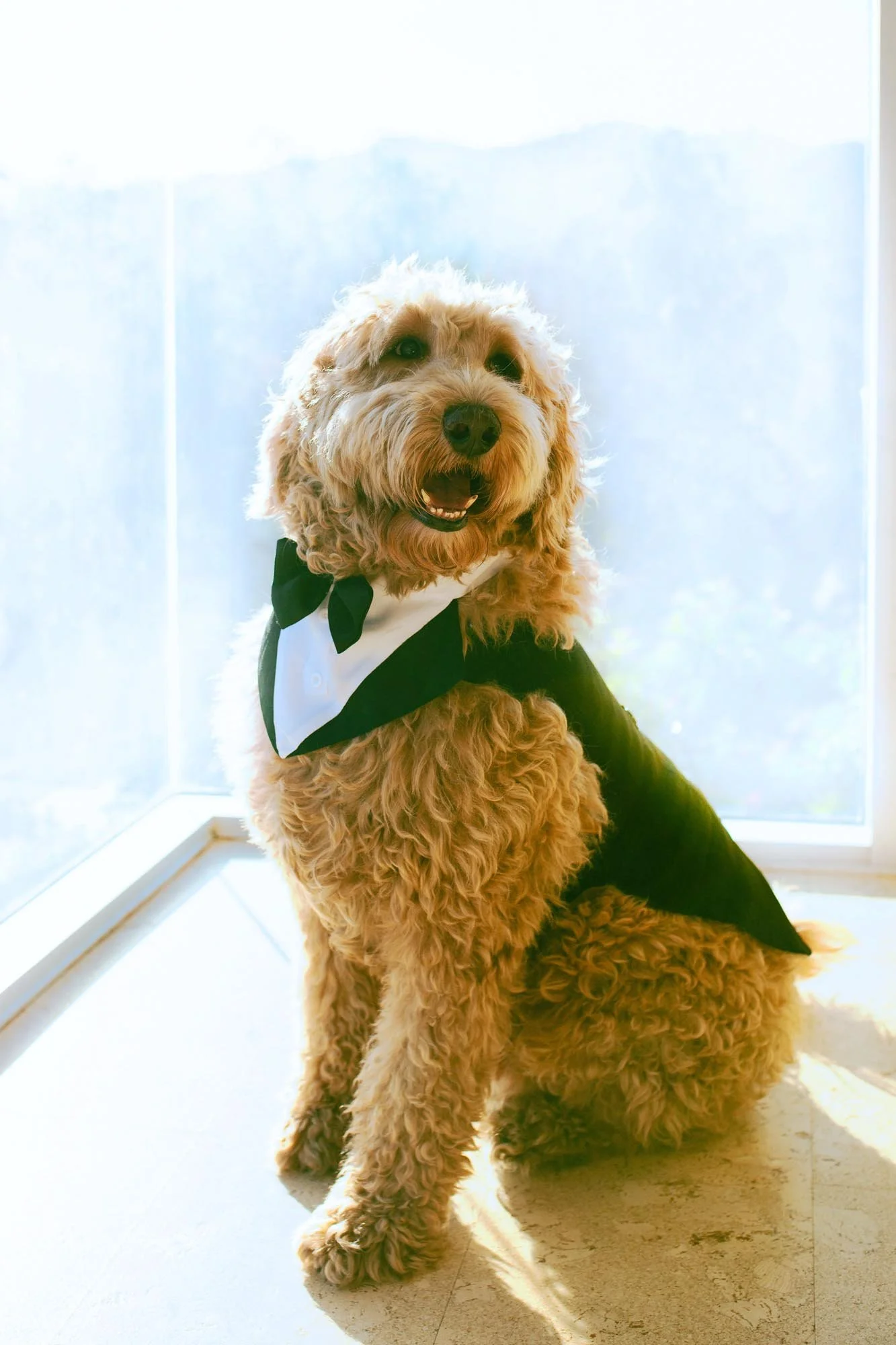 BEST DRESSED WEDDING PETS AND DOG WEDDING OUTFITS CURATED BY A&amp;BÉ BRIDAL SHOP