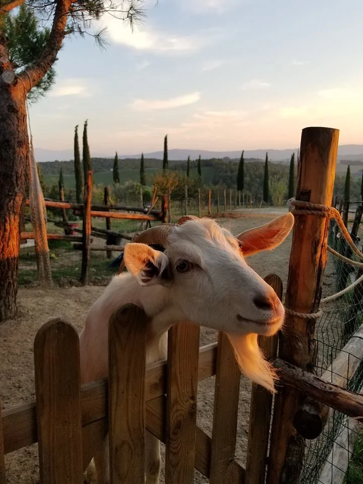Farm life at the Agriturismo Pievesprenna