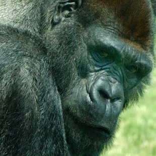 gorilla.jpg