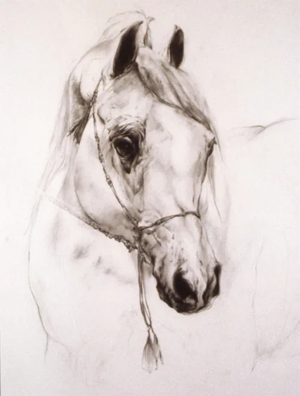Horse Study