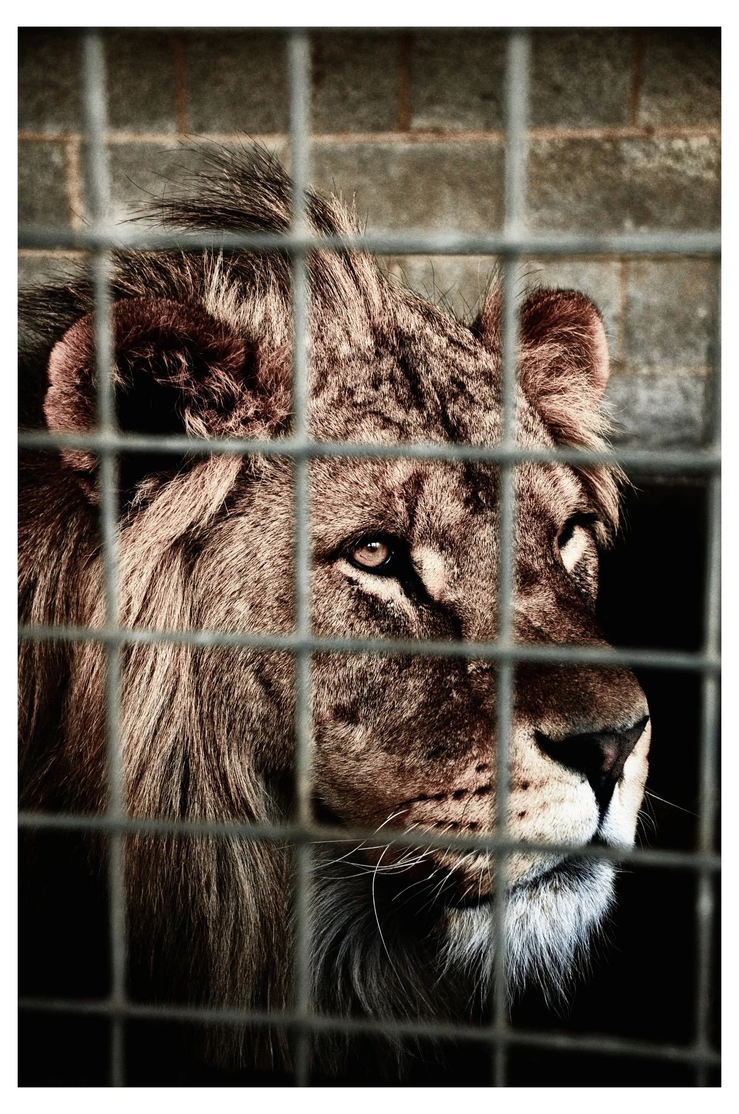 Caged.jpg