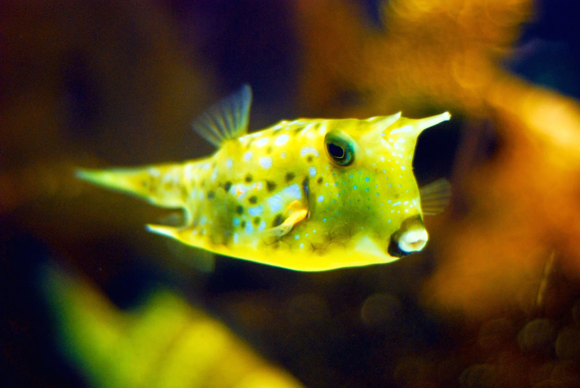 Poutfish?.jpg