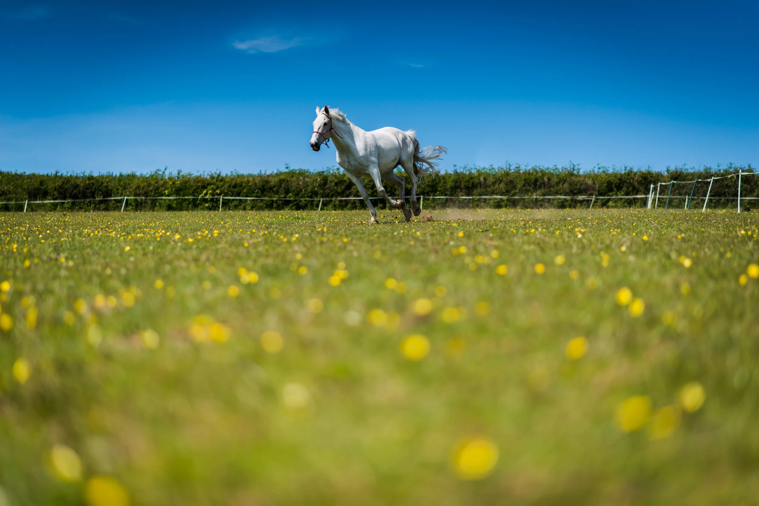 PLP_Horses_JessD_15-6.jpg