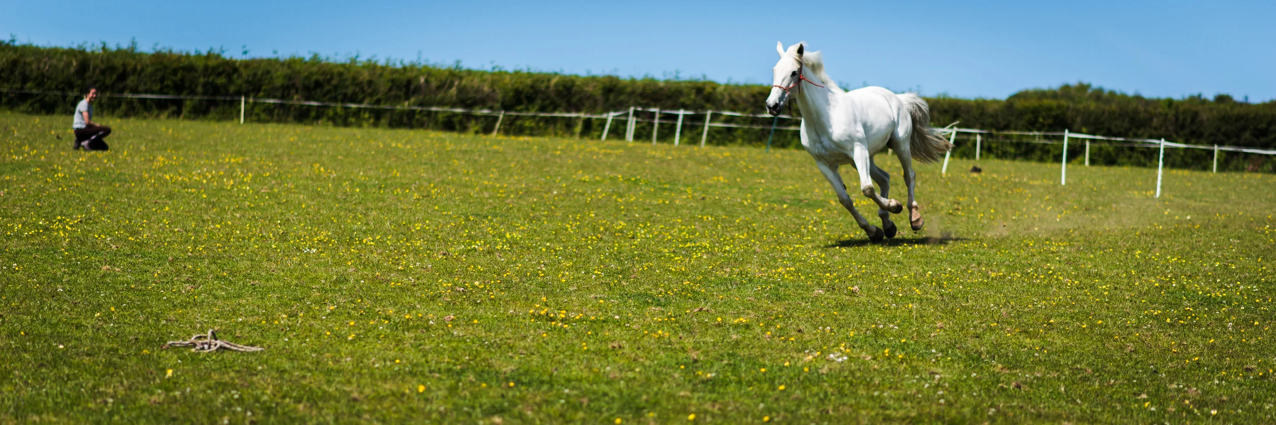 PLP_Horses_JessD_15-9.jpg