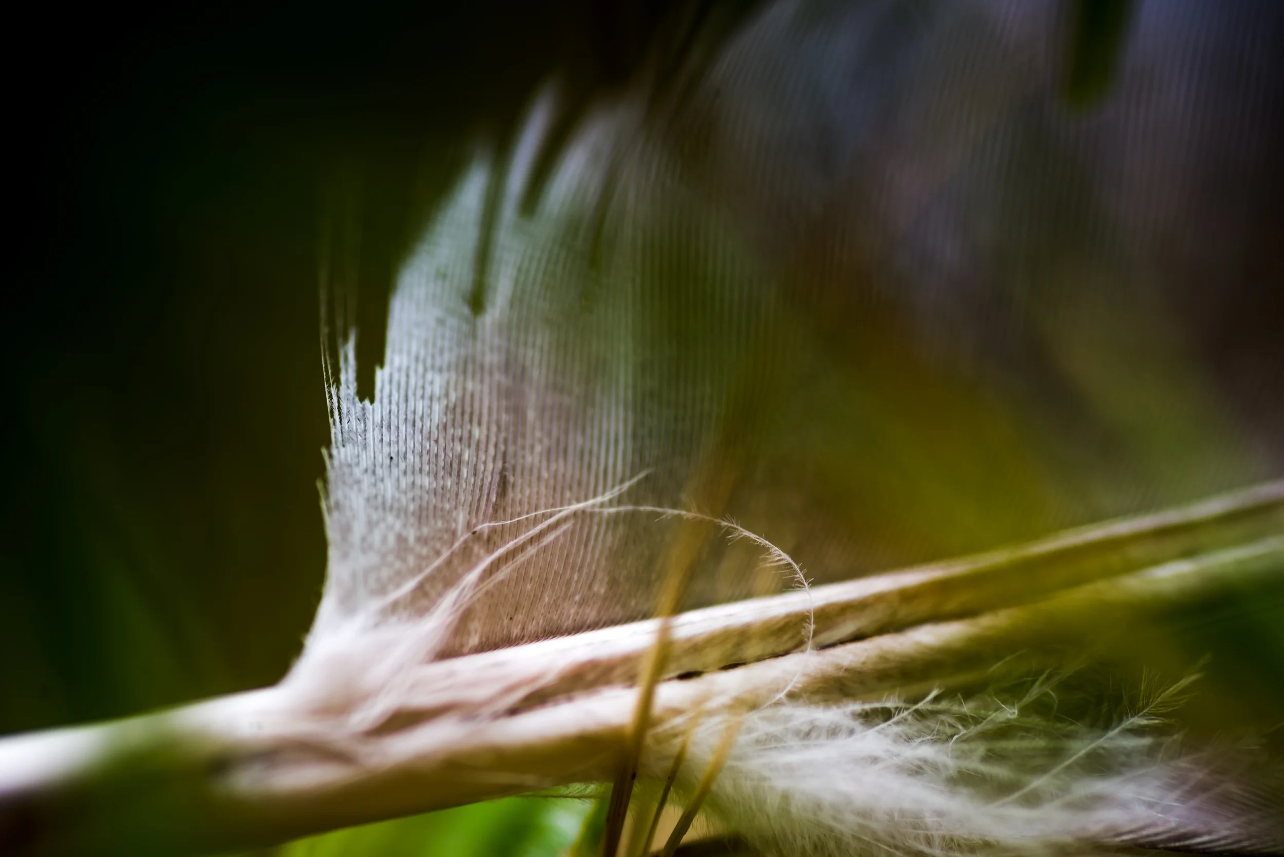 PLP_Woolacombe_Macro-7.jpg