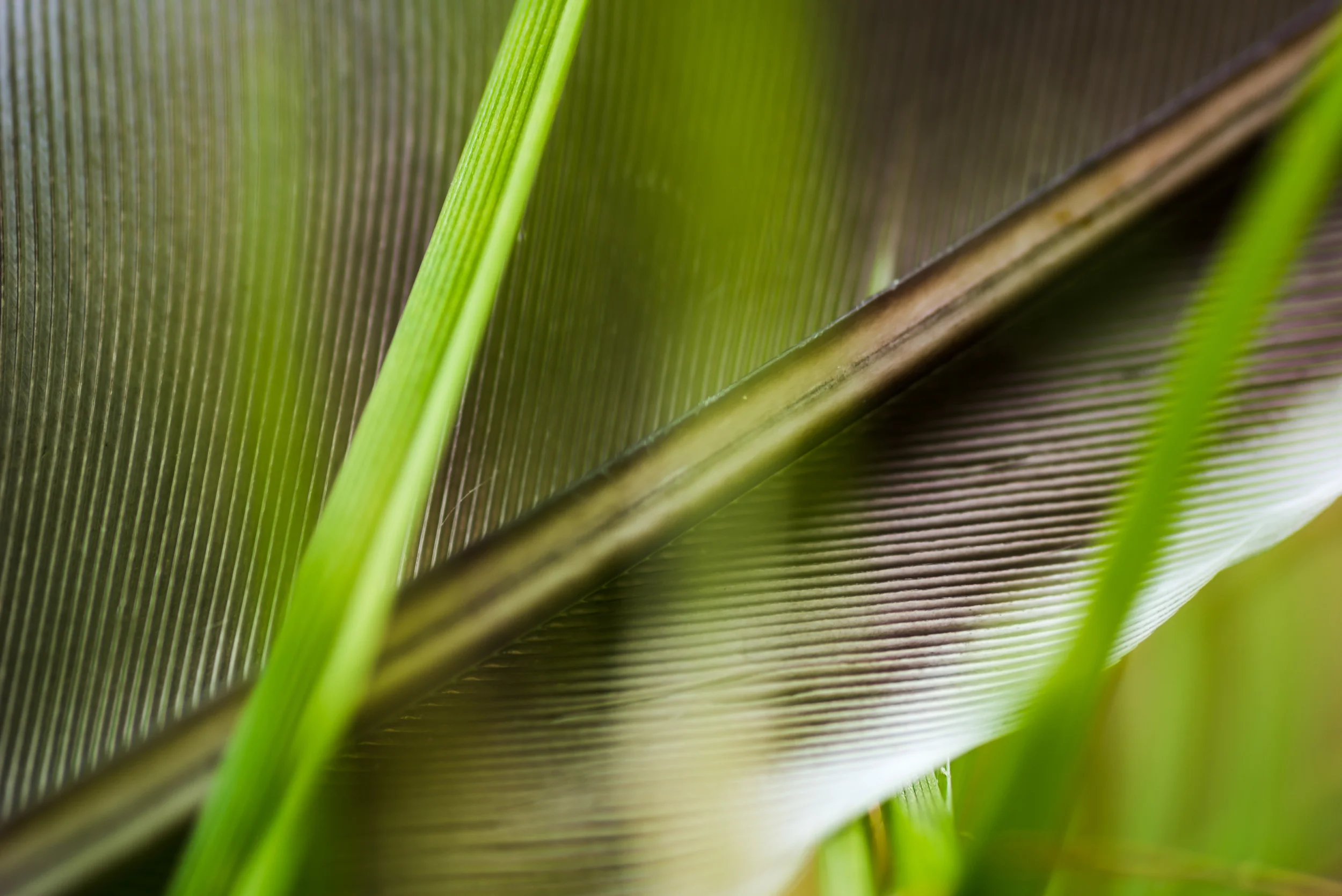 PLP_Woolacombe_Macro-8.jpg