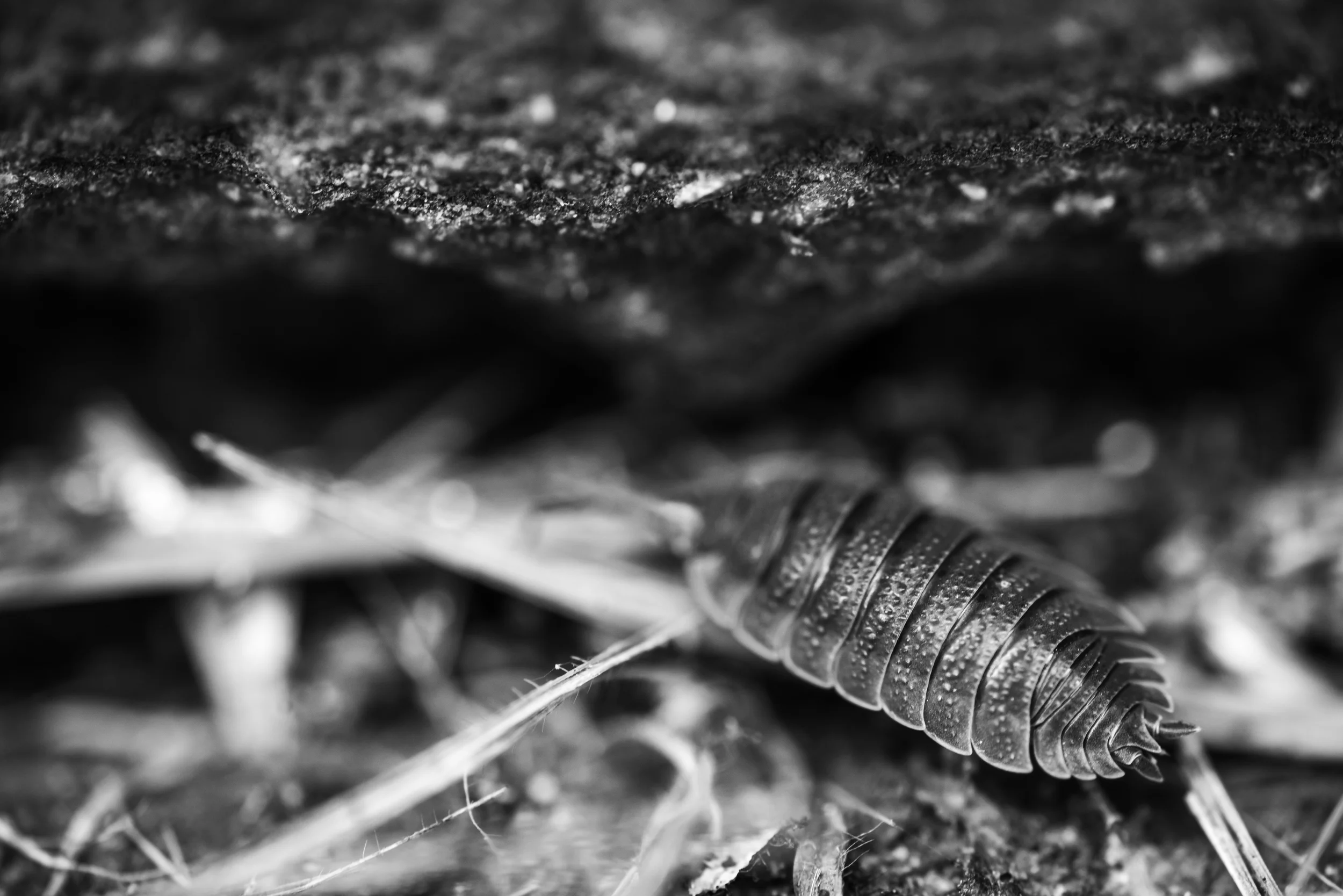 PLP_Woolacombe_Macro-14.jpg