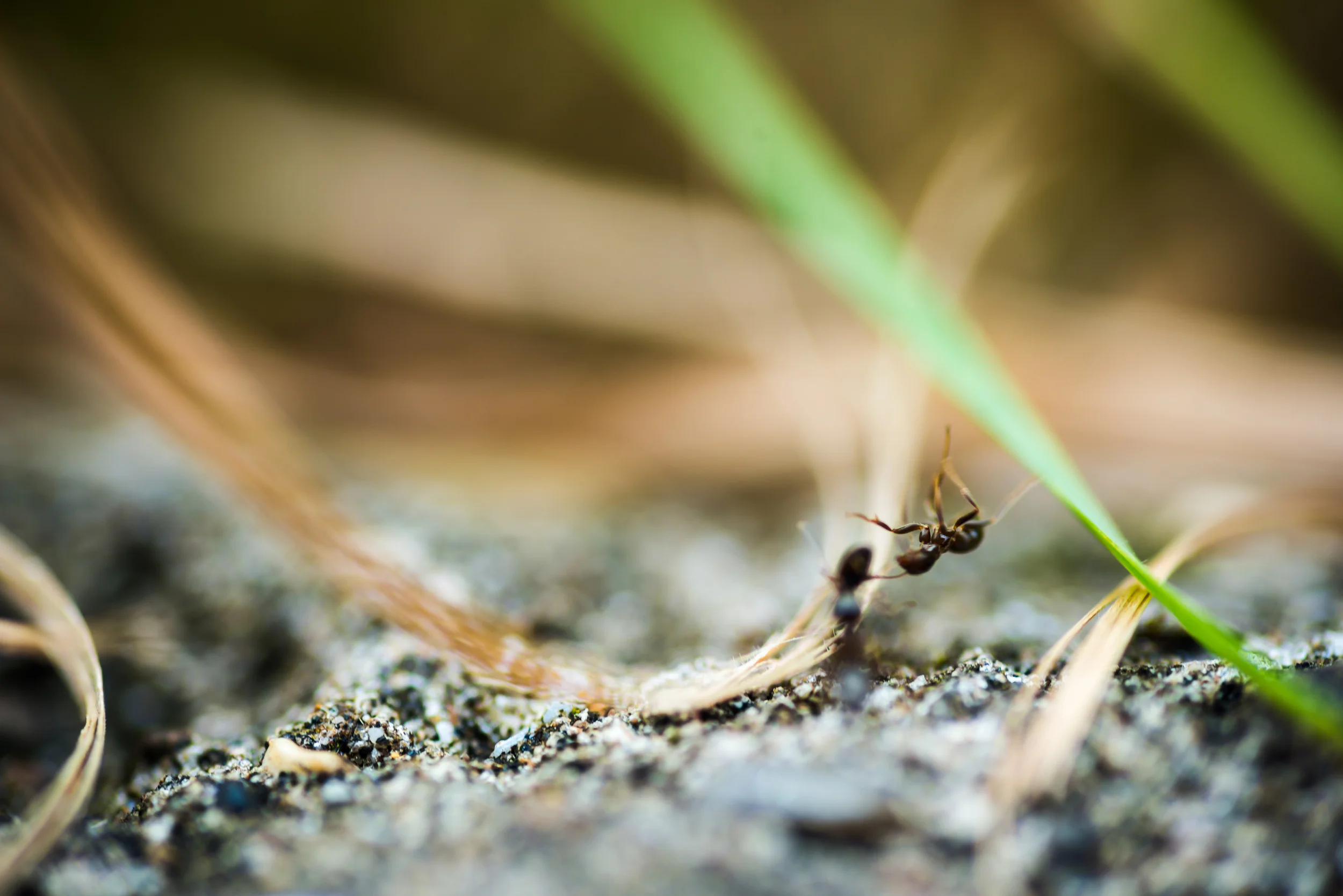 PLP_Woolacombe_Macro-18.jpg