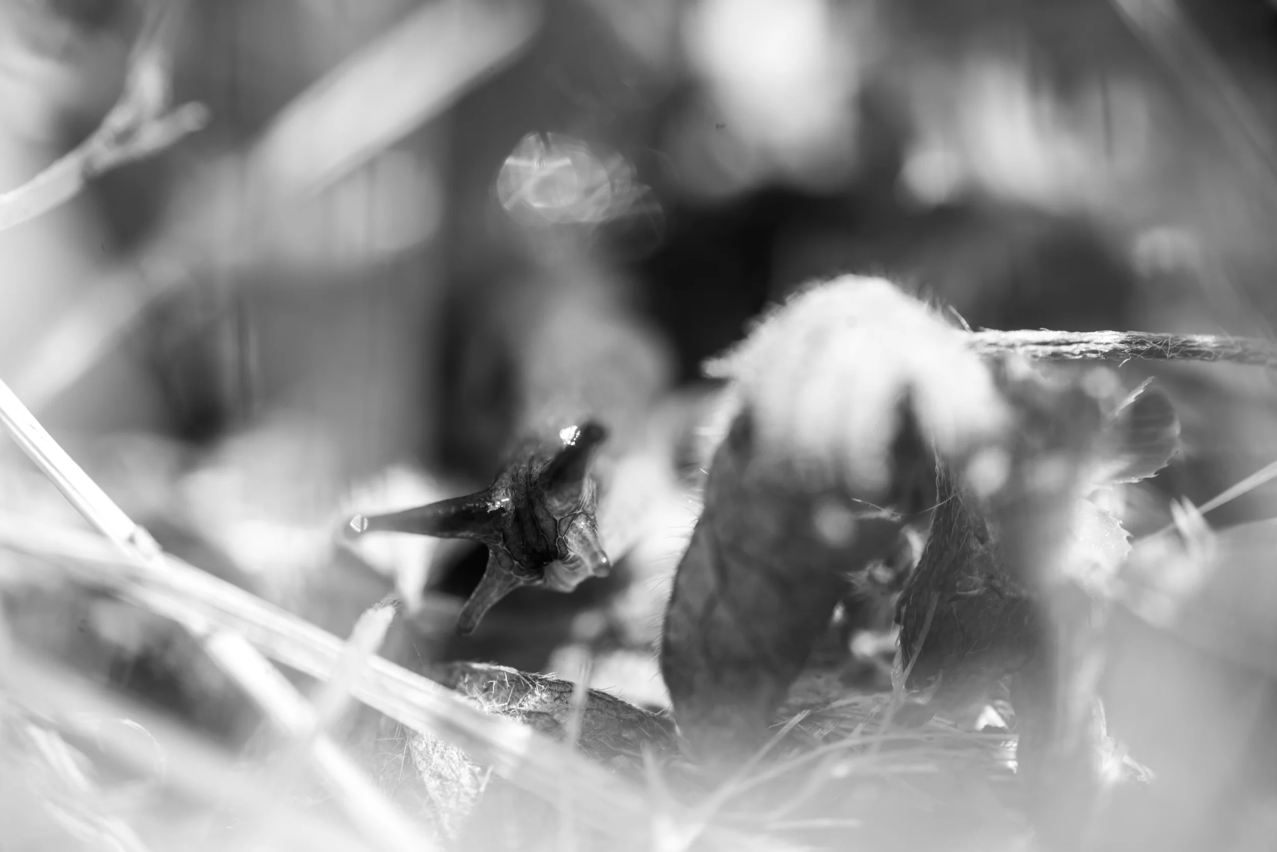 PLP_Woolacombe_Macro-28.jpg