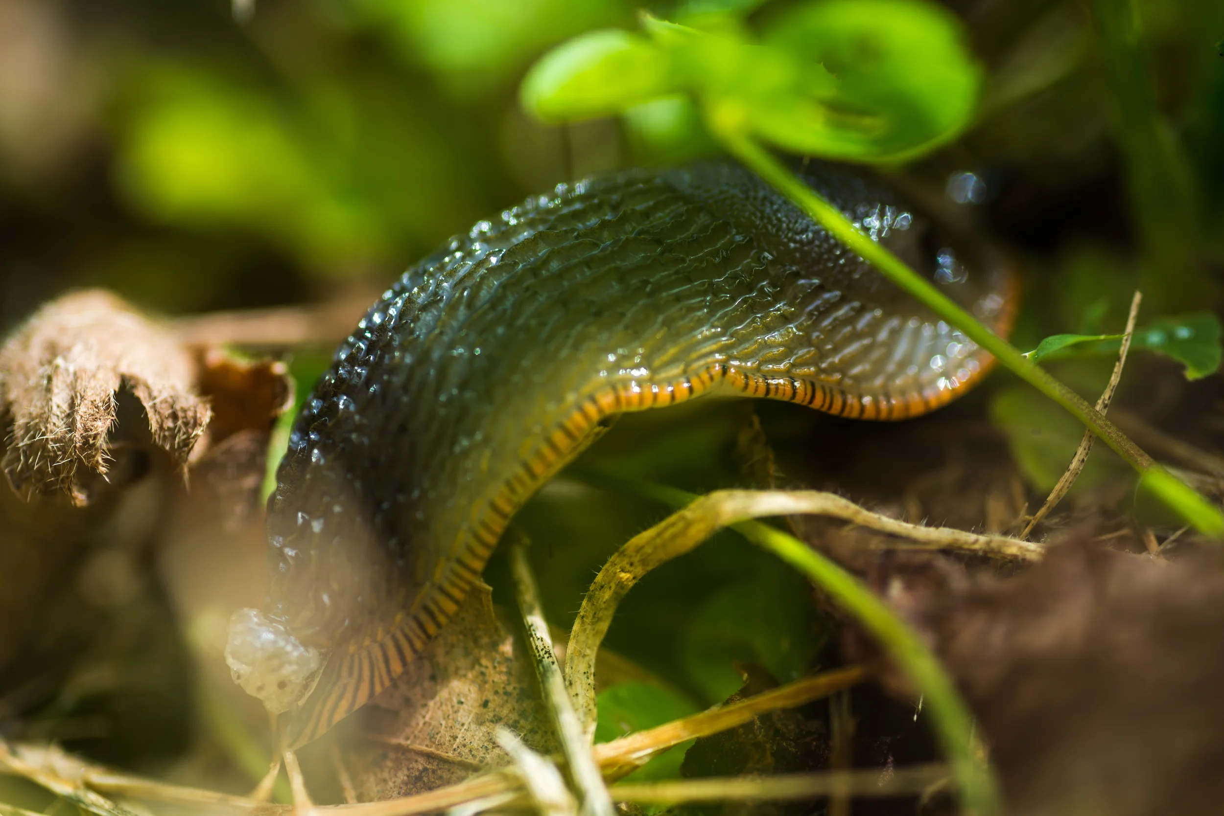 PLP_Woolacombe_Macro-37.jpg