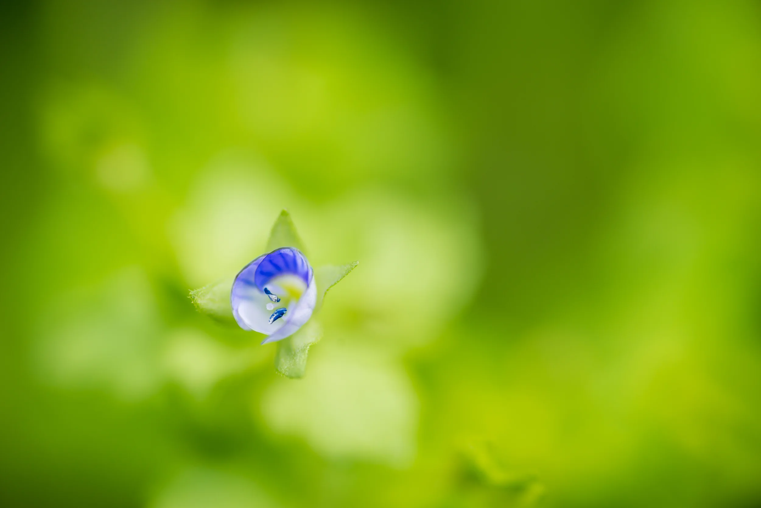 PLP_Woolacombe_Macro-71.jpg