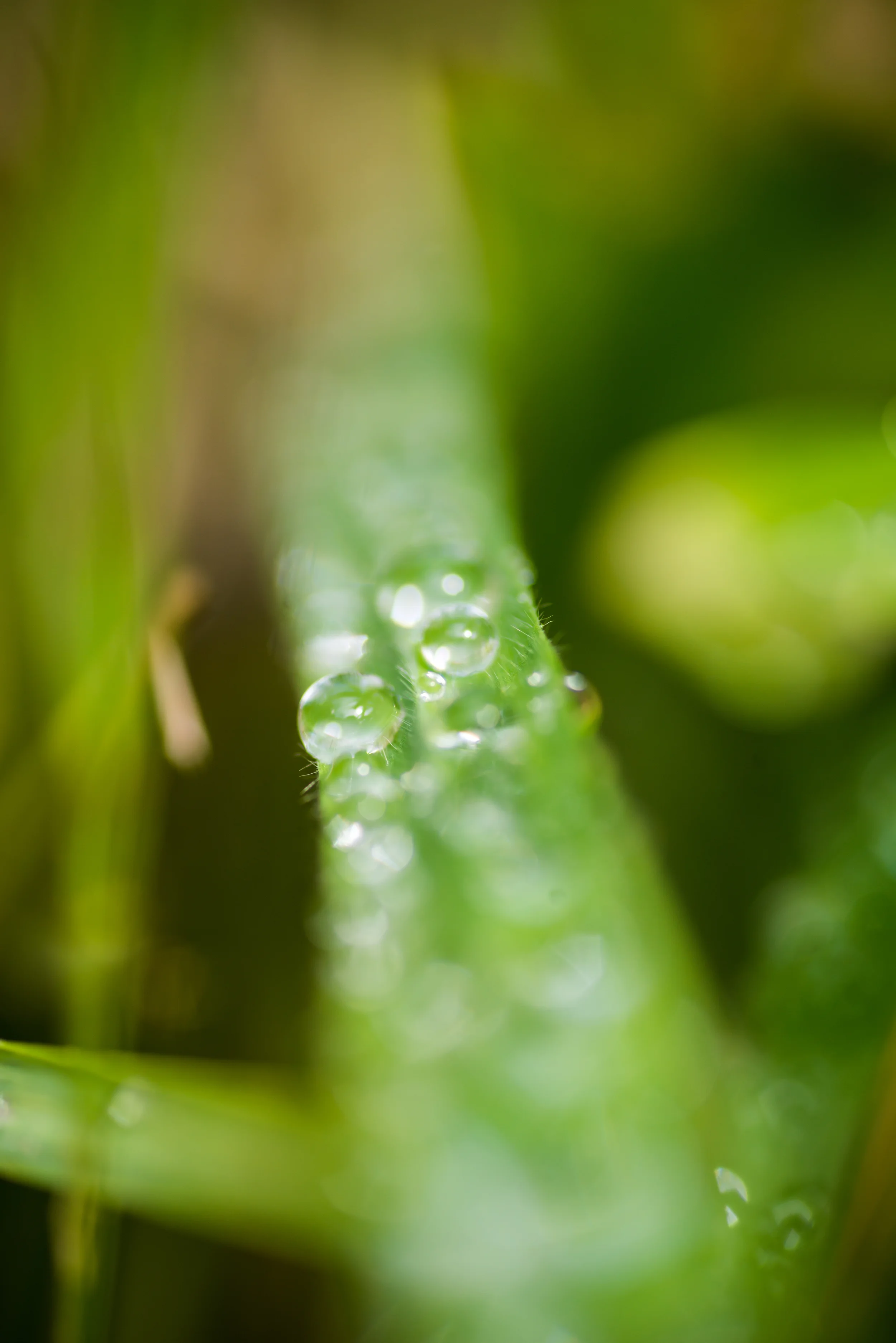PLP_Woolacombe_Macro-52.jpg