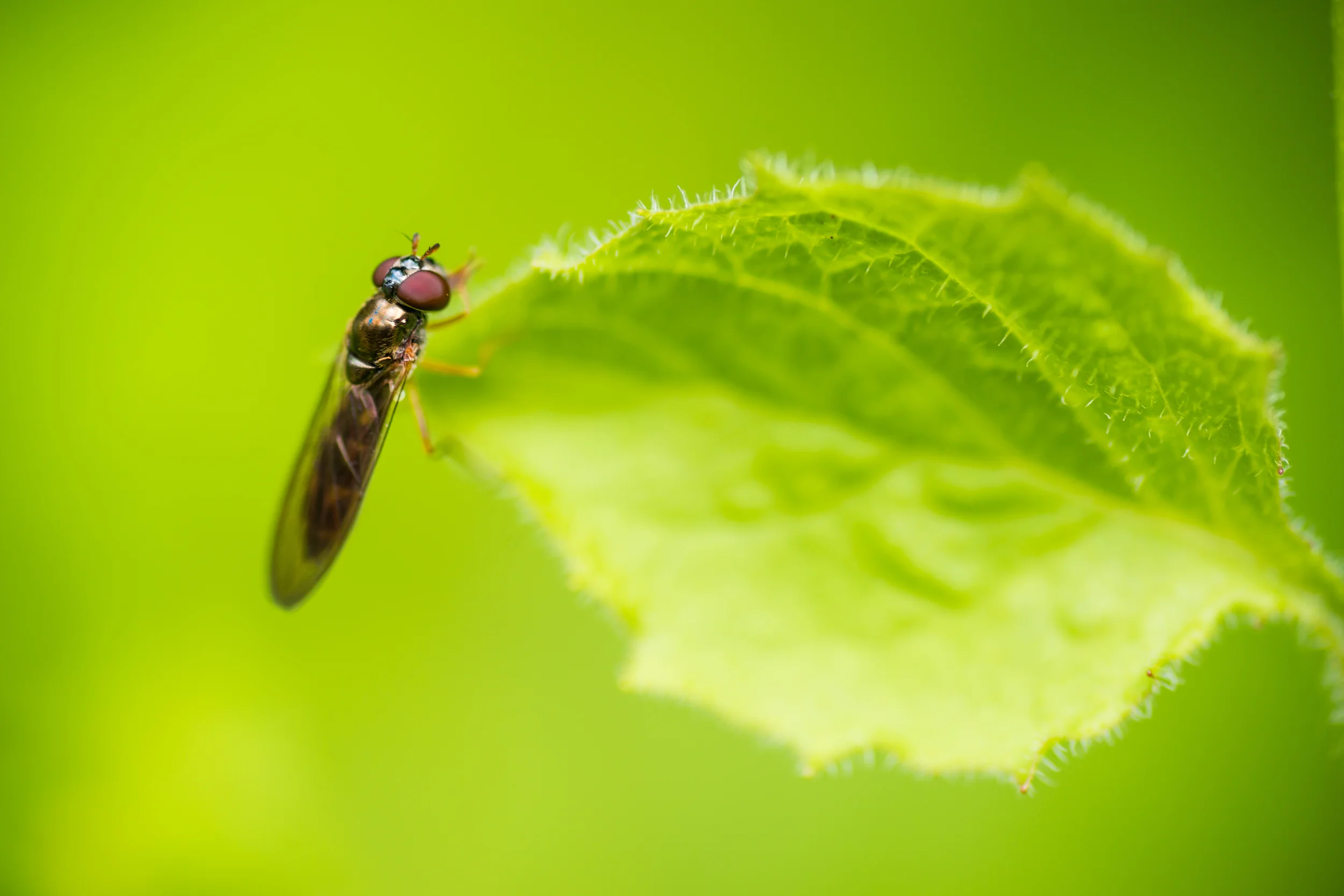 PLP_Woolacombe_Macro-77.jpg