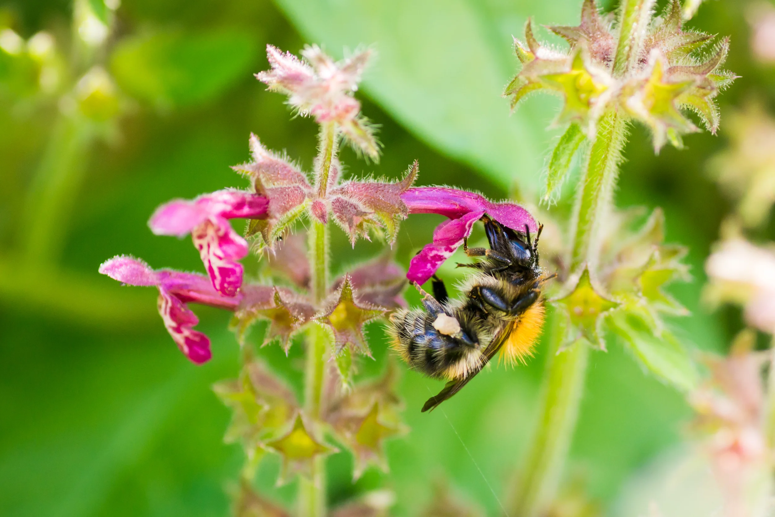 PLP_Woolacombe_Macro-103.jpg
