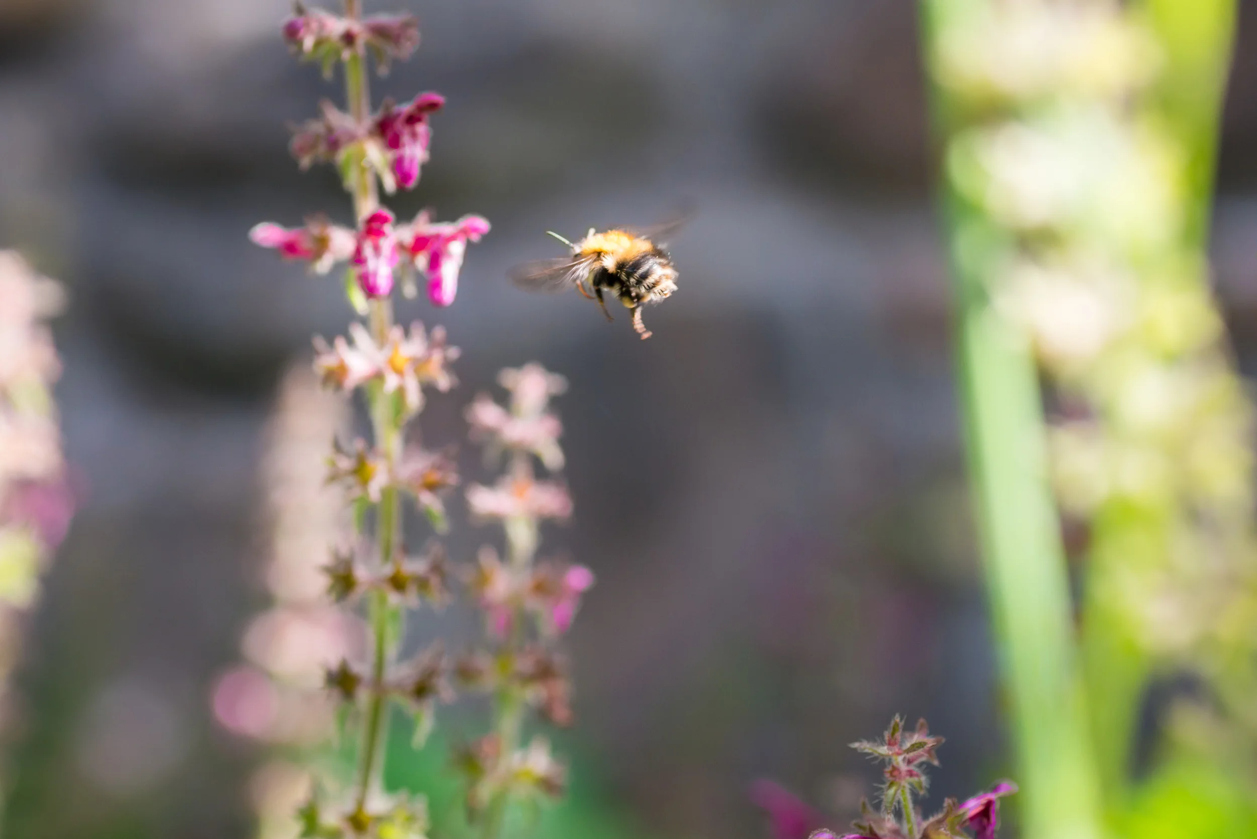 PLP_Woolacombe_Macro-108.jpg