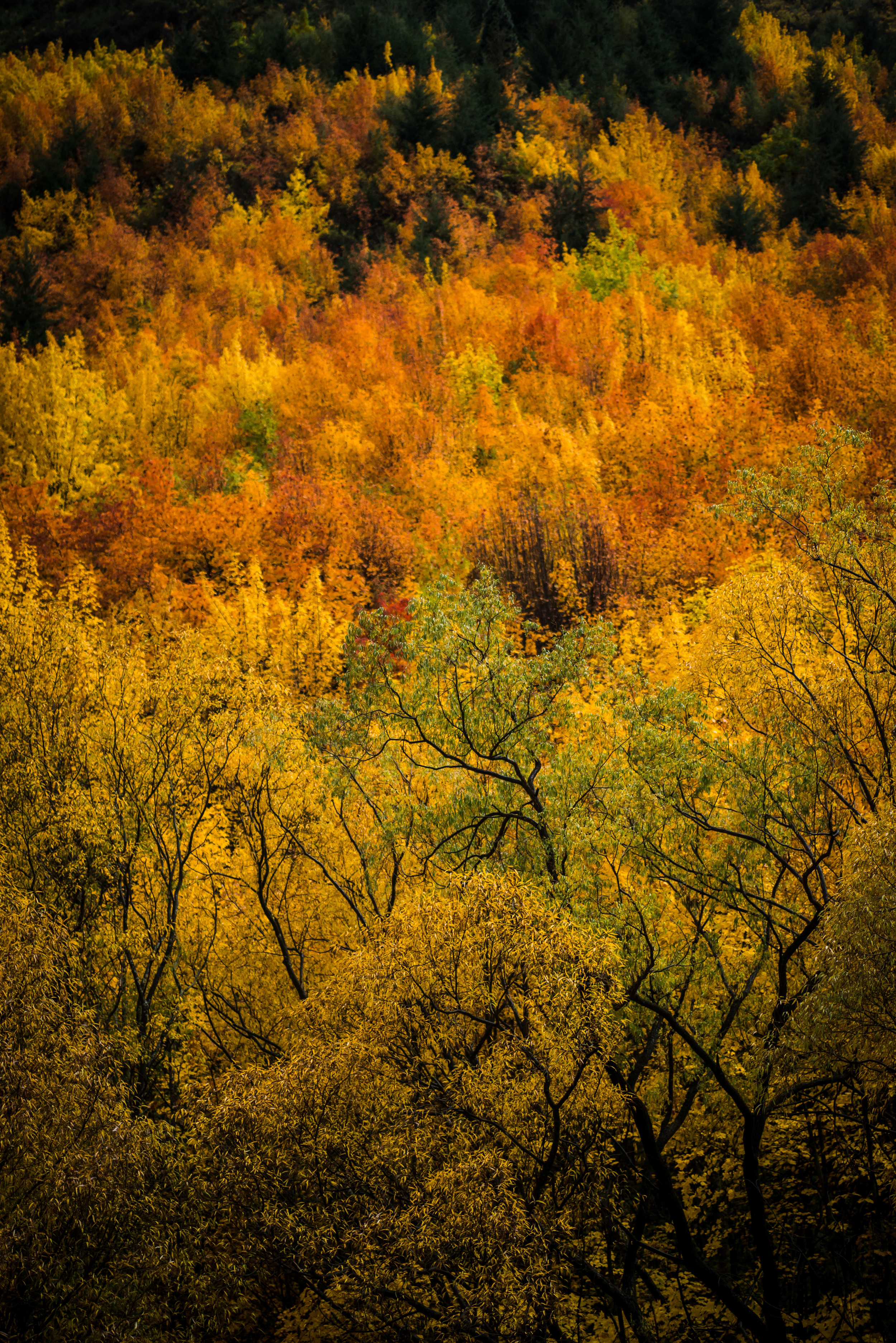 Qtown_Autumn_Leaves_15-7.jpg