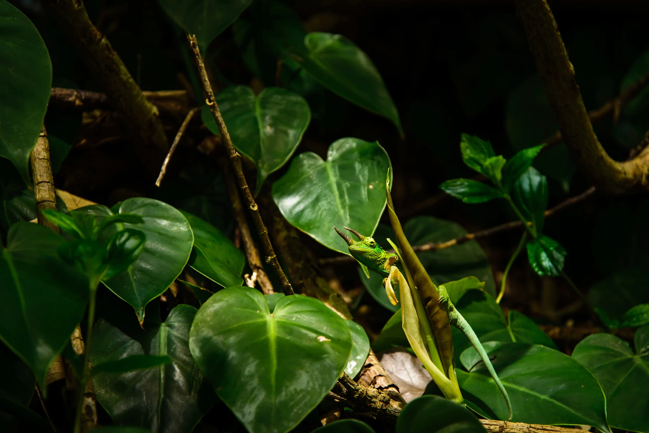 PLP_Hawaii_2014-15.jpg