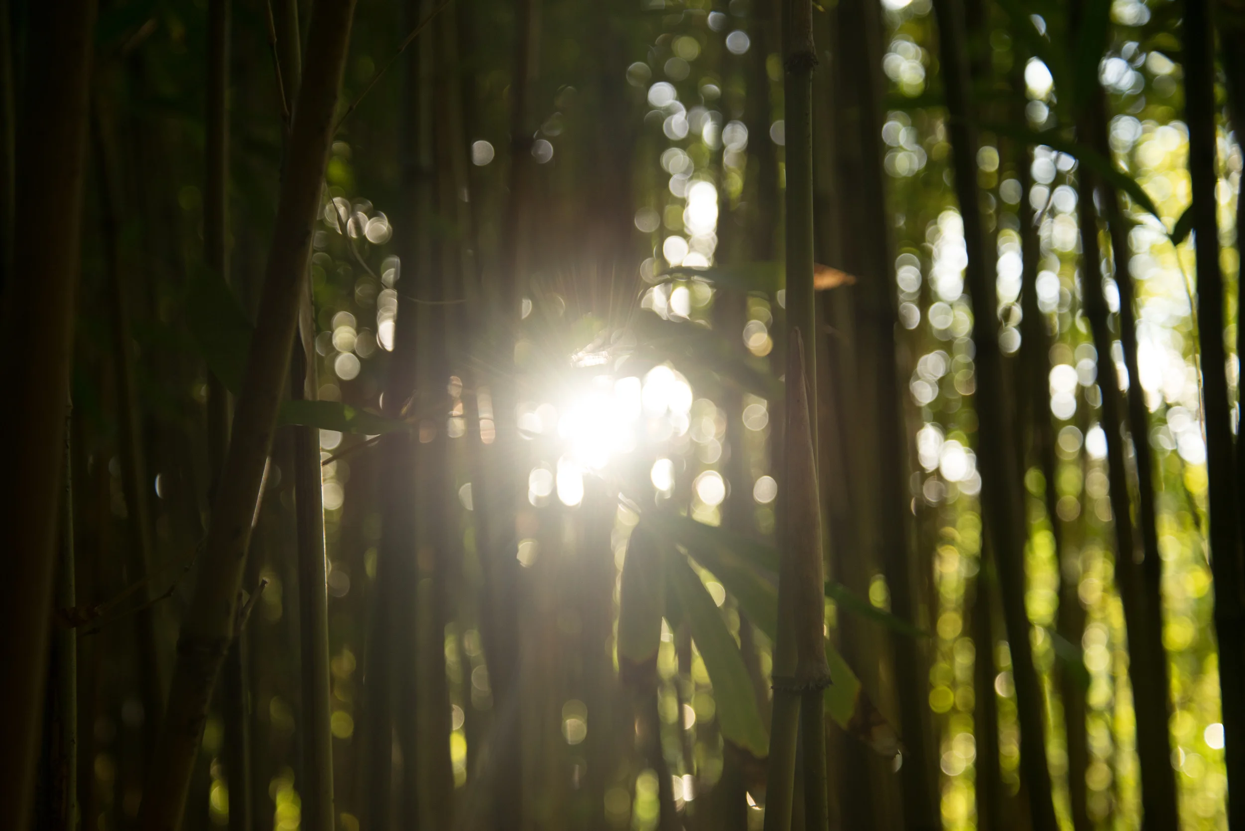 PLP_Hawaii_2014-17.jpg